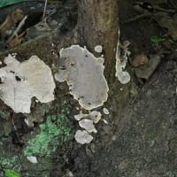 カミウロコタケ