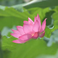 鶴舞公園の胡蝶ヶ池-蓮の花-2