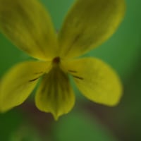 小さな黄色い花…エゾキスミレ