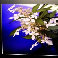 ２０２５こども植物園写真展　２