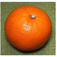 濃厚なオレンジ風味が特徴　甘味が強く食べやすい「津之輝」