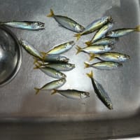 鯵釣り