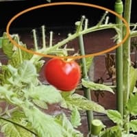 苗からトマト→花と実の数が合わなさ過ぎる〜＞ ＜