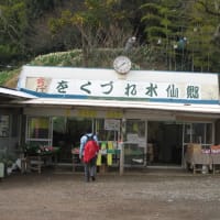 「をくづれ」水仙郷を歩く