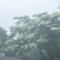 雲仙・田代原キャンプ場のヤマボウシ　2025/6/22
