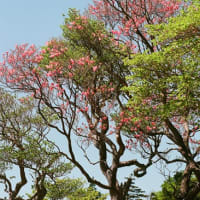 今春の大台ヶ原