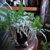 まずはゴムの木