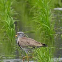 治療の合間の花散策！（ジガバチソウとイチヤクソウ、それと初見のケリと！）