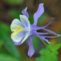 光が丘四季の香ローズガーデン椅子に動物の像　　　4