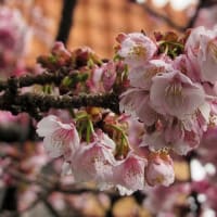 ２０２３　熱海桜祭り