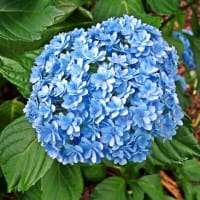 公園散歩-2