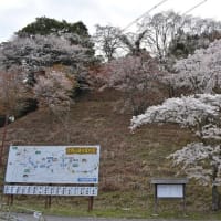 田中利典師「吉野山と嵐山」（5）吉野山下千本・嵐山の桜を京都に移植し､そこを「嵐山」と名づけた！