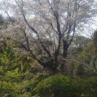 小石川植物園　一面に咲くやまぶきの花　　　　21
