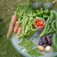 何故僕らは野菜を育てるのか。　家庭菜園をする理由。