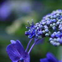 幸手の権現堂へ紫陽花を見に！