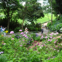 紫陽花が見頃を迎えました。