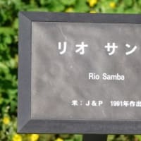 リオサンバ　〈バラ  Rio Samba〉　