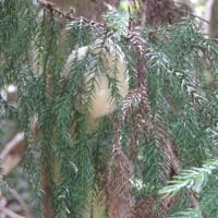  極楽寺山－モリアオガエルの卵塊