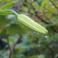 「歎異抄（たんにしょう）をひらく」