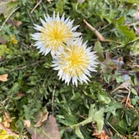 白いタンポポ