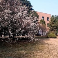 かゆい蟹の呪い