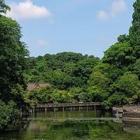 今朝の井の頭公園