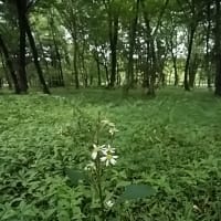 宝田麦青／鹿火屋守(かびやもり)太郎と呼ぶは犬なりし