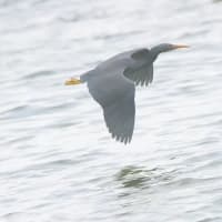 06/30探鳥記録写真：２０２５年５月に出会った鳥たち②