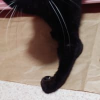 なつの前足