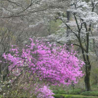 ミツバツツジの咲く景色