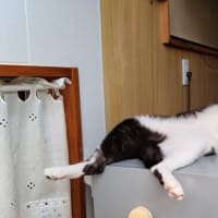 オッパッピー