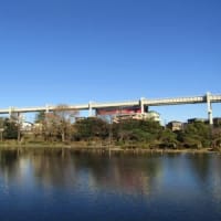 １２月１８日千葉公園キンクロハジロが来ています