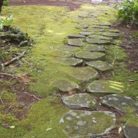 八丈植物公園の径（みち）