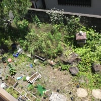 放ったらかしの庭の草刈り　