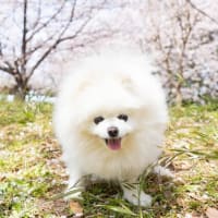 ポメラニアンの、ゆきが９歳に♪
