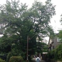 学園通りで絶品ランチと紅茶を