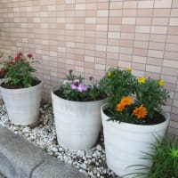 お花とお野菜