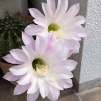 爽やかな朝