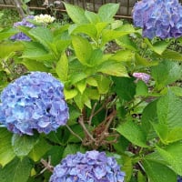 うちの紫陽花（写真）