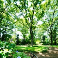 梅雨は何処へ？（板橋区立赤塚植物園 2025.6.28 撮影）