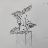6月の絵を描いてみる会