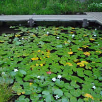 多摩川台公園あじさい園　　水生植物園ビヨウヤナギと睡蓮　　　　11