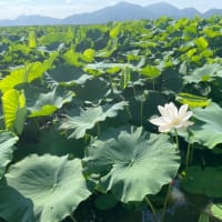 ７月１９日のハスの花