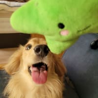 破壊犬