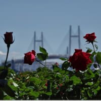 港の見える丘公園（薔薇園）