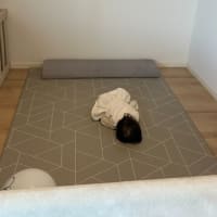 食事中