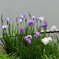 長岡天満宮の花菖蒲