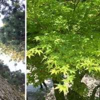 高尾山のシャクナゲ　(^^♪