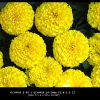 横浜E.G.ではアジサイ以外にも様々な種類の花が咲く