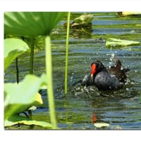 オオバン　暖かな水、冷たい水音